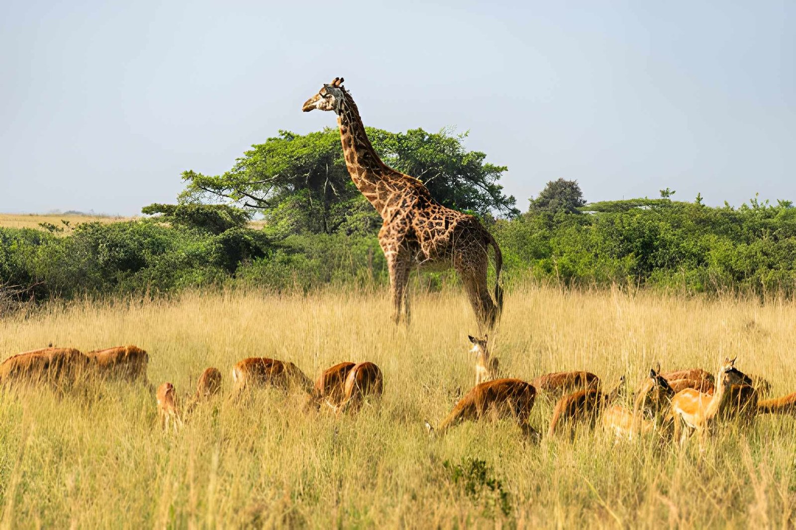 The Best National Parks in Kenya for First-Time Visitors