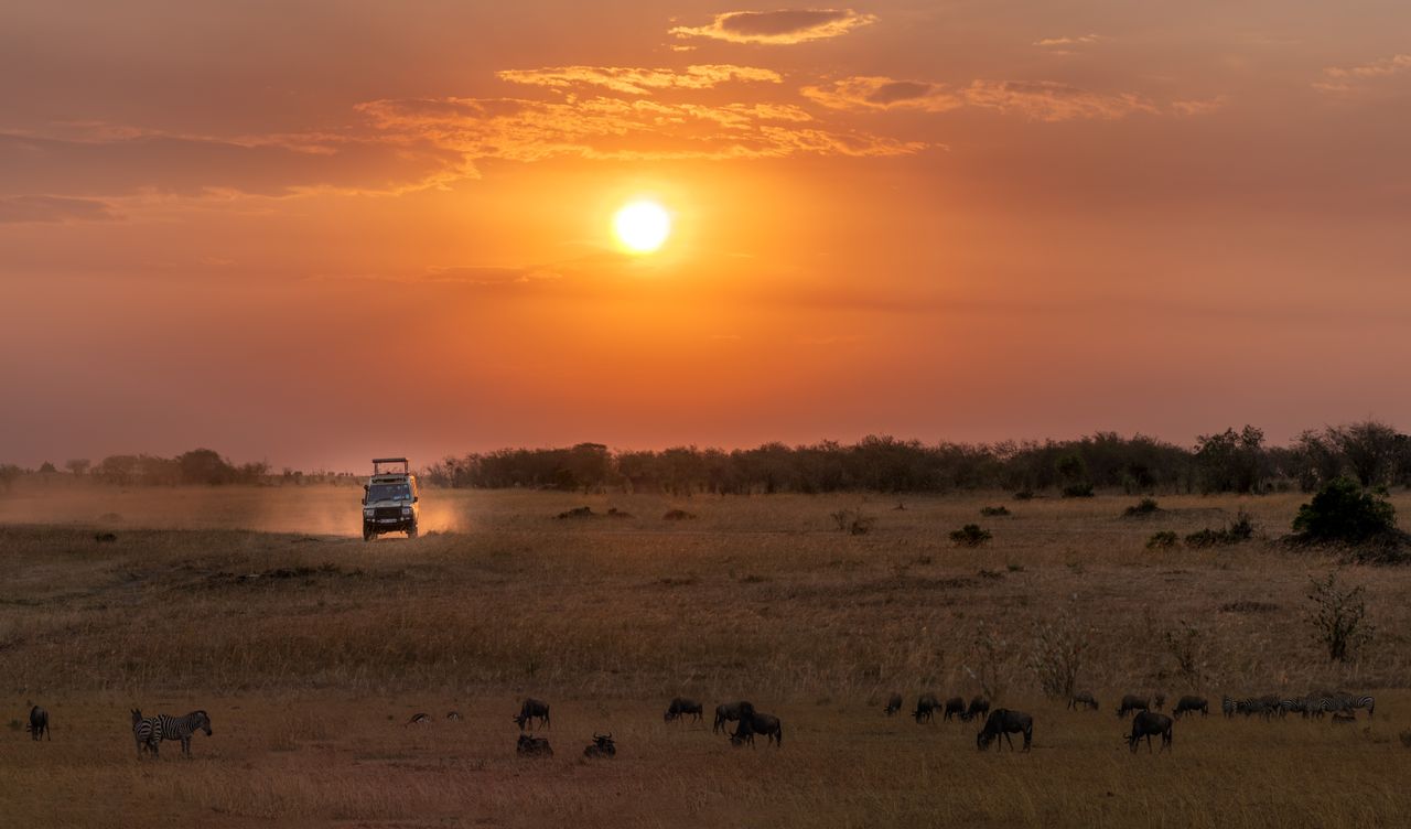 Night Game Drives