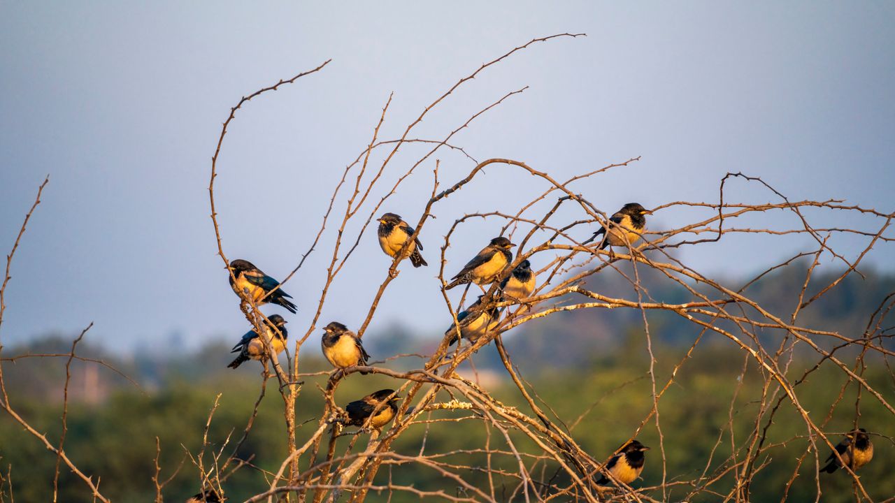 Birdwatching
