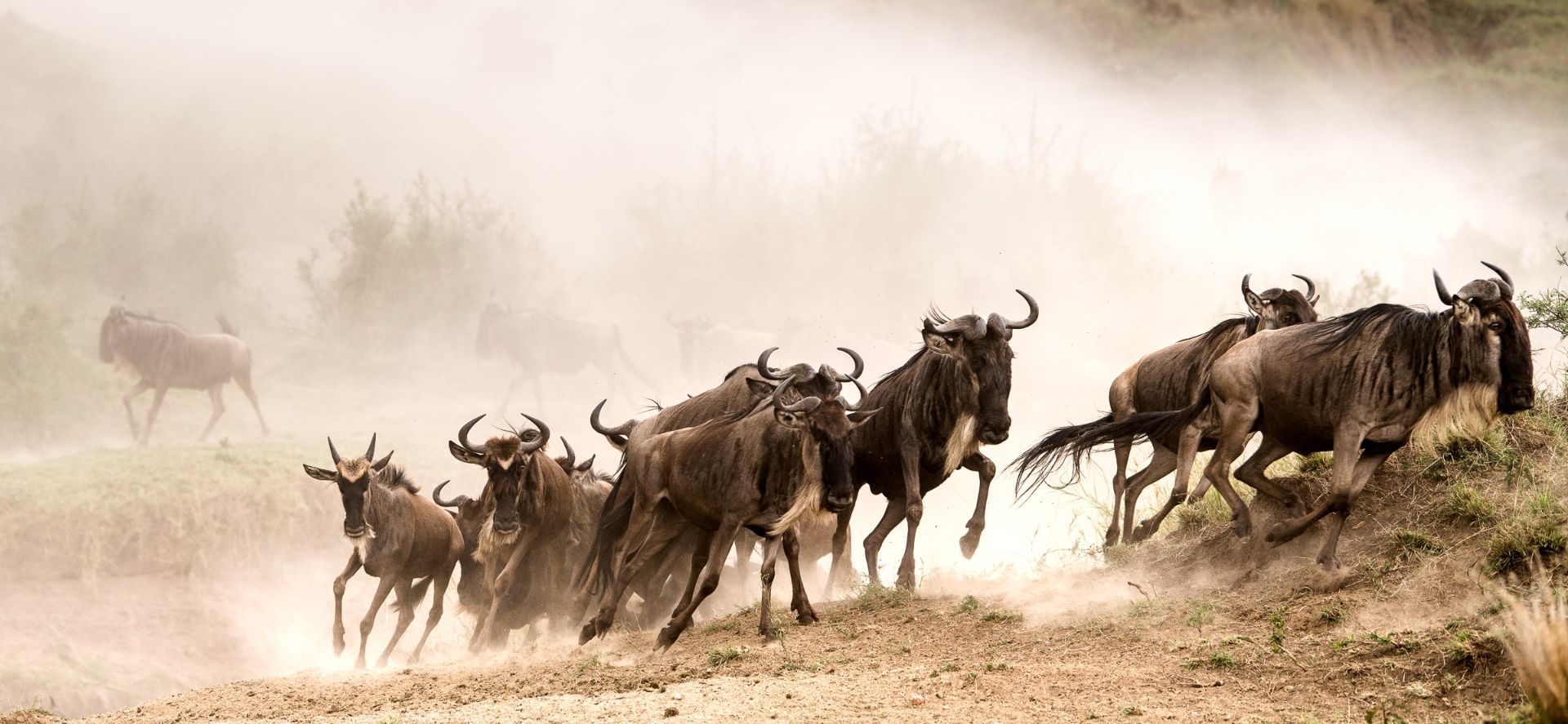 The Ultimate Guide to the Great Wildebeest Migration