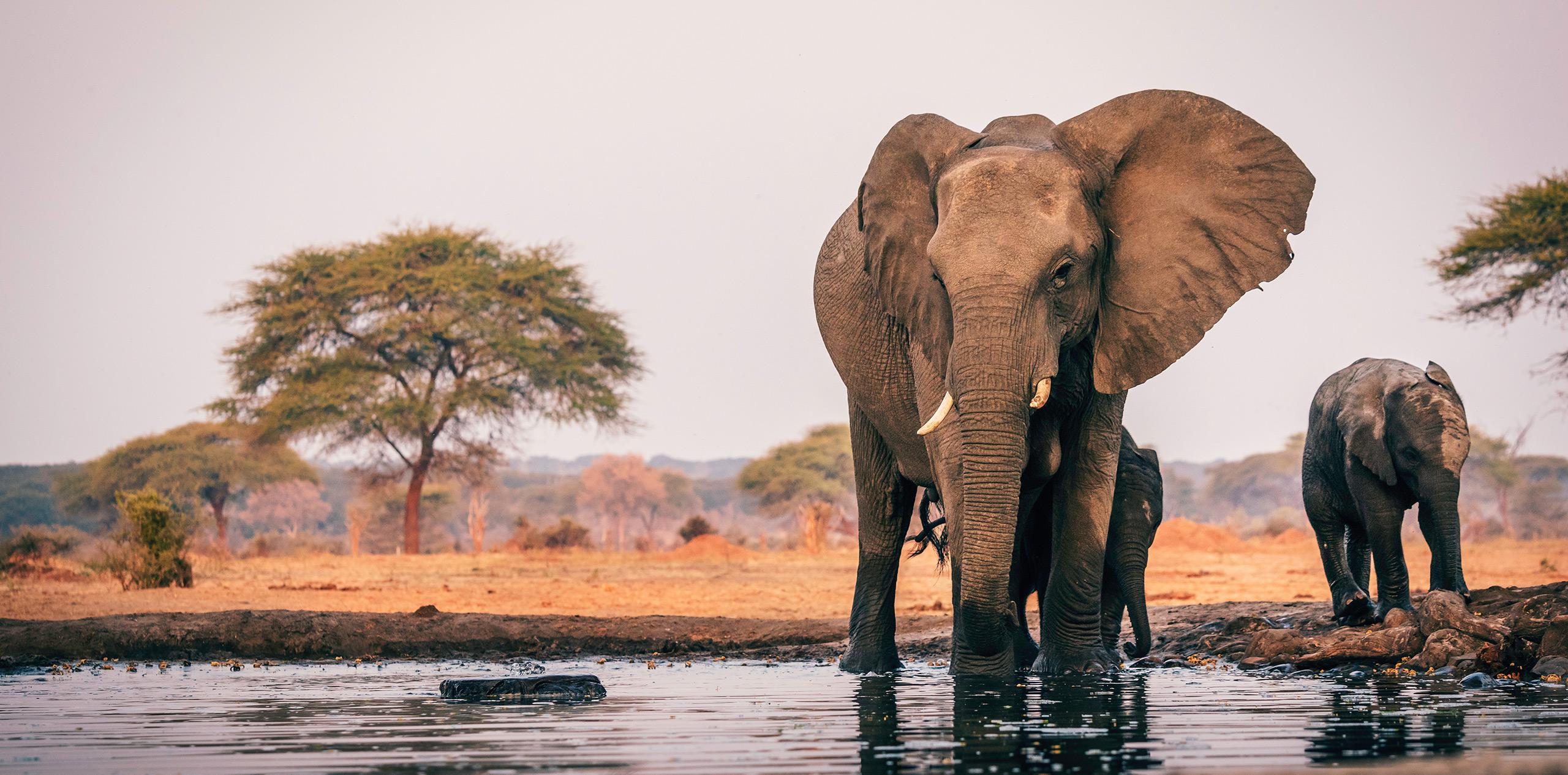 Safari Tours