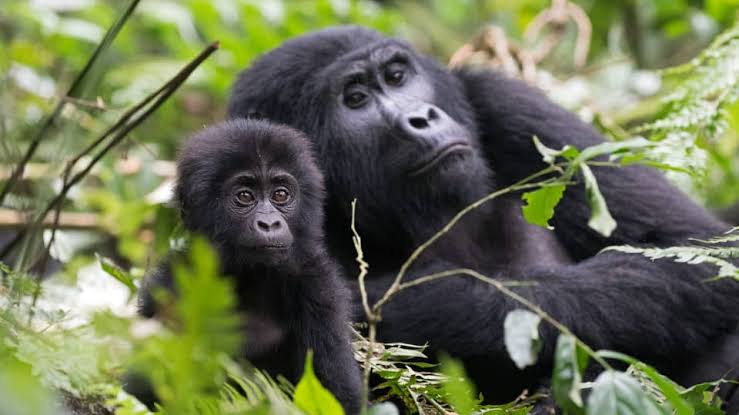 Rwanda