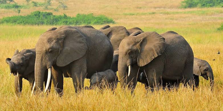 Queen Elizabeth National Park.