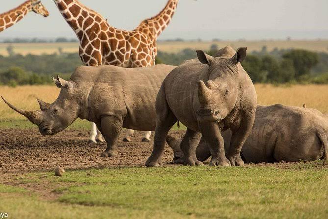 Ol Pejeta Conservancy.
