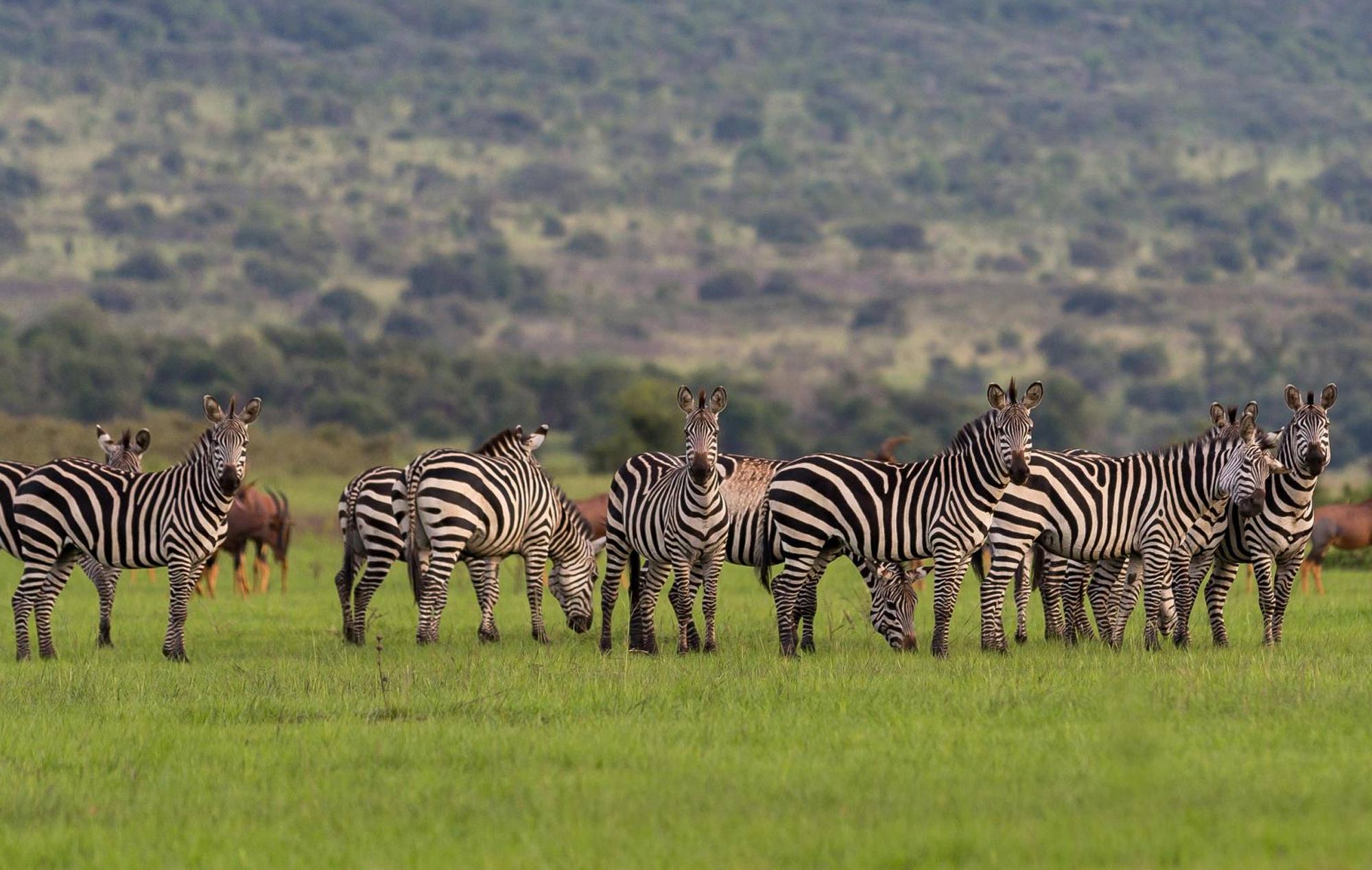Akagera National Park.