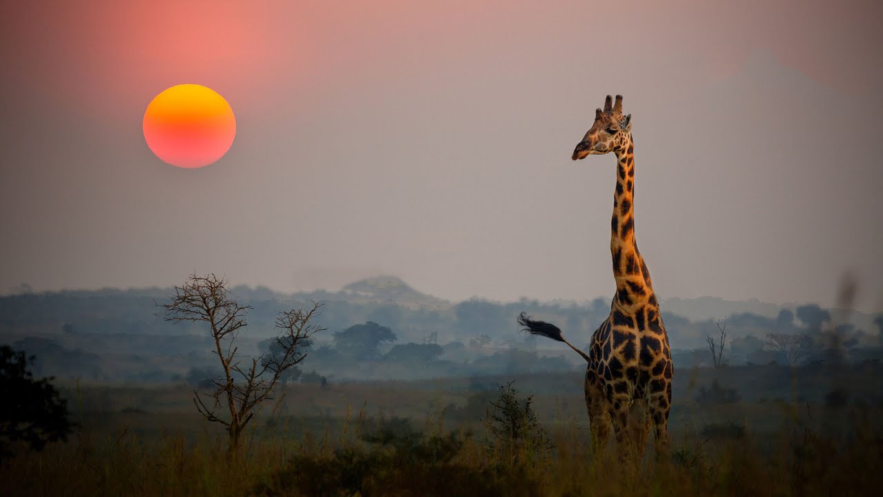 3-Day Shared Midrange Safari - Tanzania