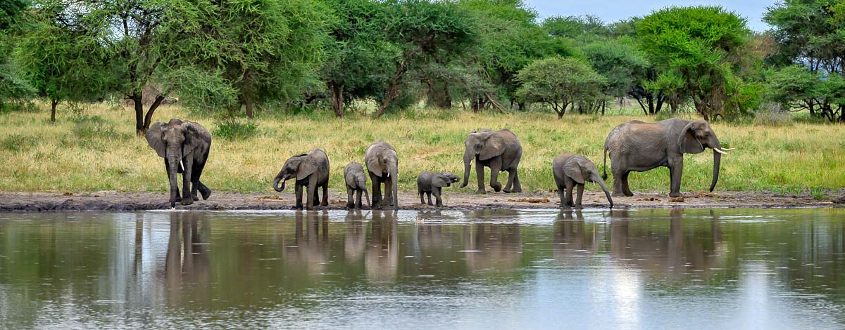 5-Day Shared Safari Midrange - Tanzania
