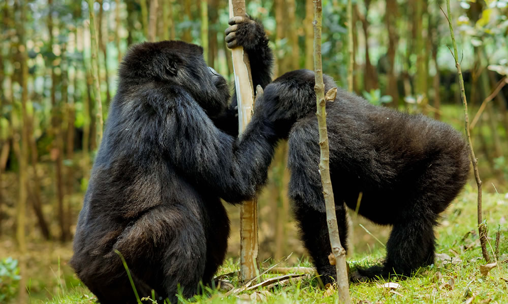 3 Days Gorilla Trekking Rwanda