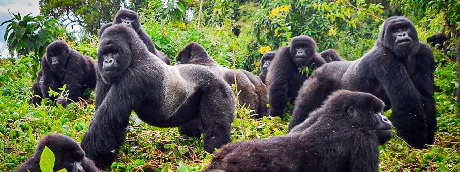 7 Days Rwanda – The Land of a Thousand Hills