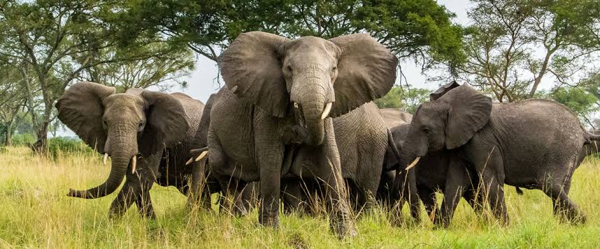 5 Days Uganda Gorilla & Wildlife Safari Kigali – Mid-Range Safari