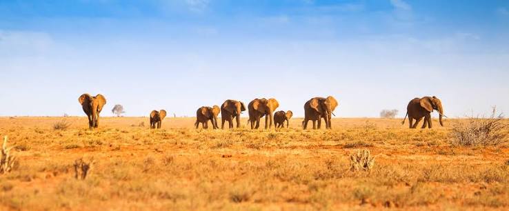 6-Day Amboseli, Tsavo West, Tsavo East & Beach Holiday
