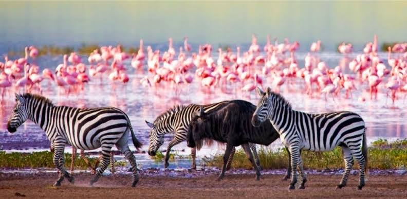 4-Day Lake Nakuru & Masai Mara